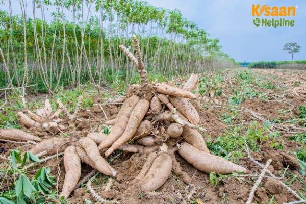 Tapioca (टैपिओका)